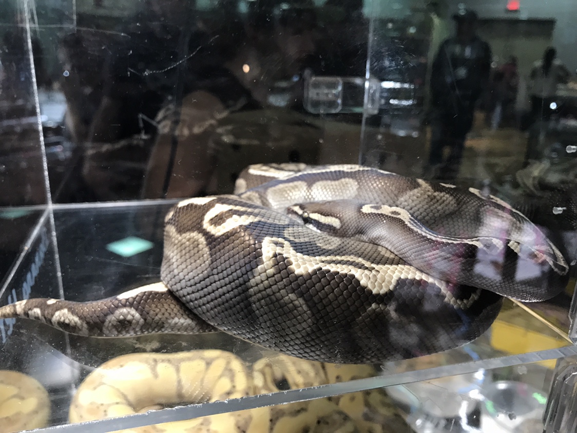 Portland Metro Reptile Expo