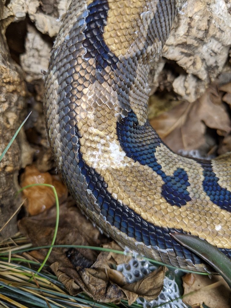 Help pls! Will the snake shed this off? Two injured scales. As i can see  they are not missing but definetly damaged. Just bought the snake a few  days ago. (3 month