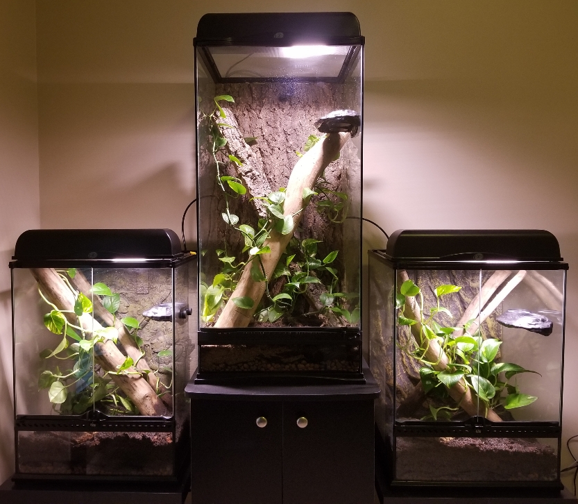 Crested Gecko/plant lighting