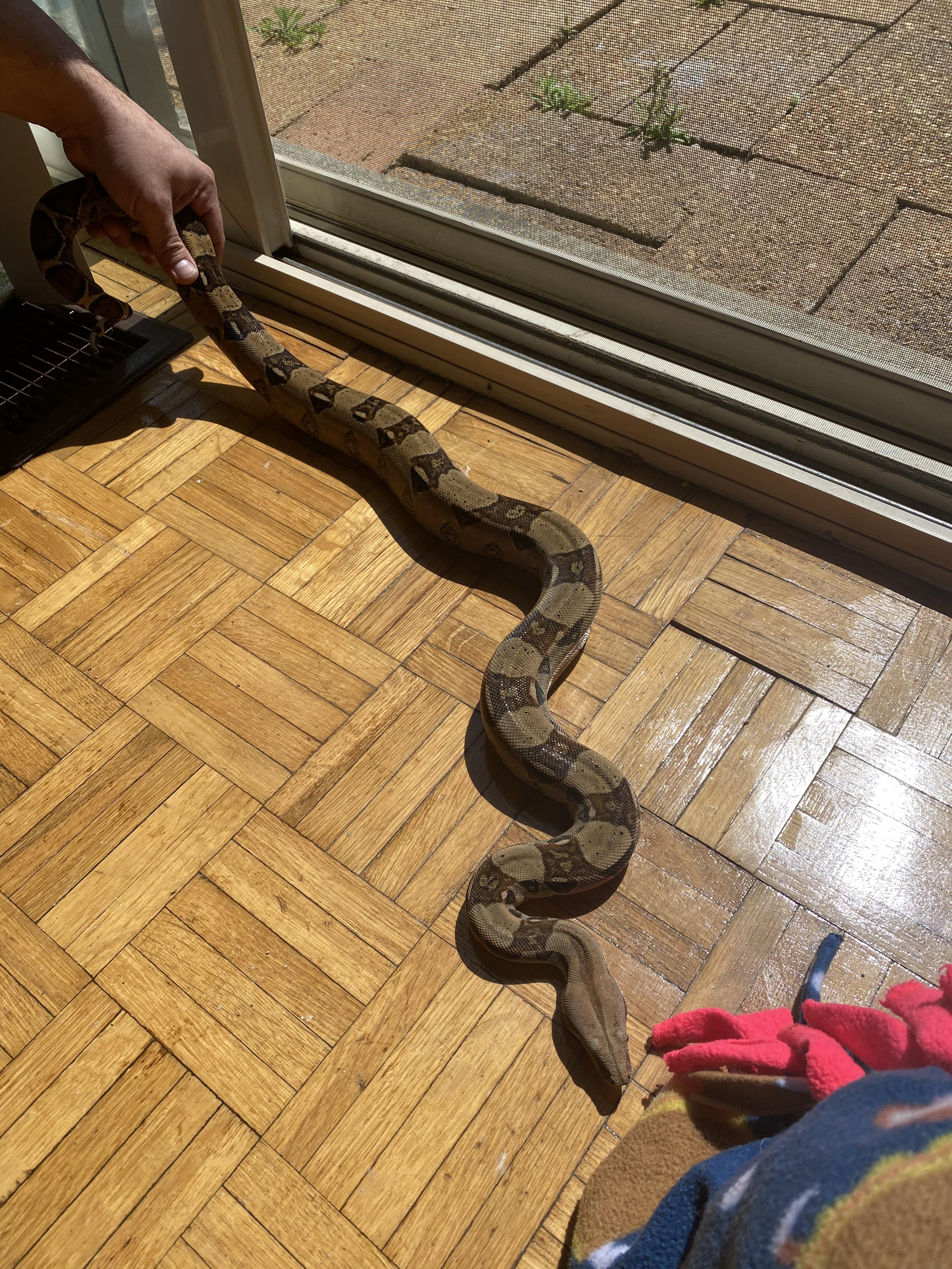 boa constrictor imperator cage size
