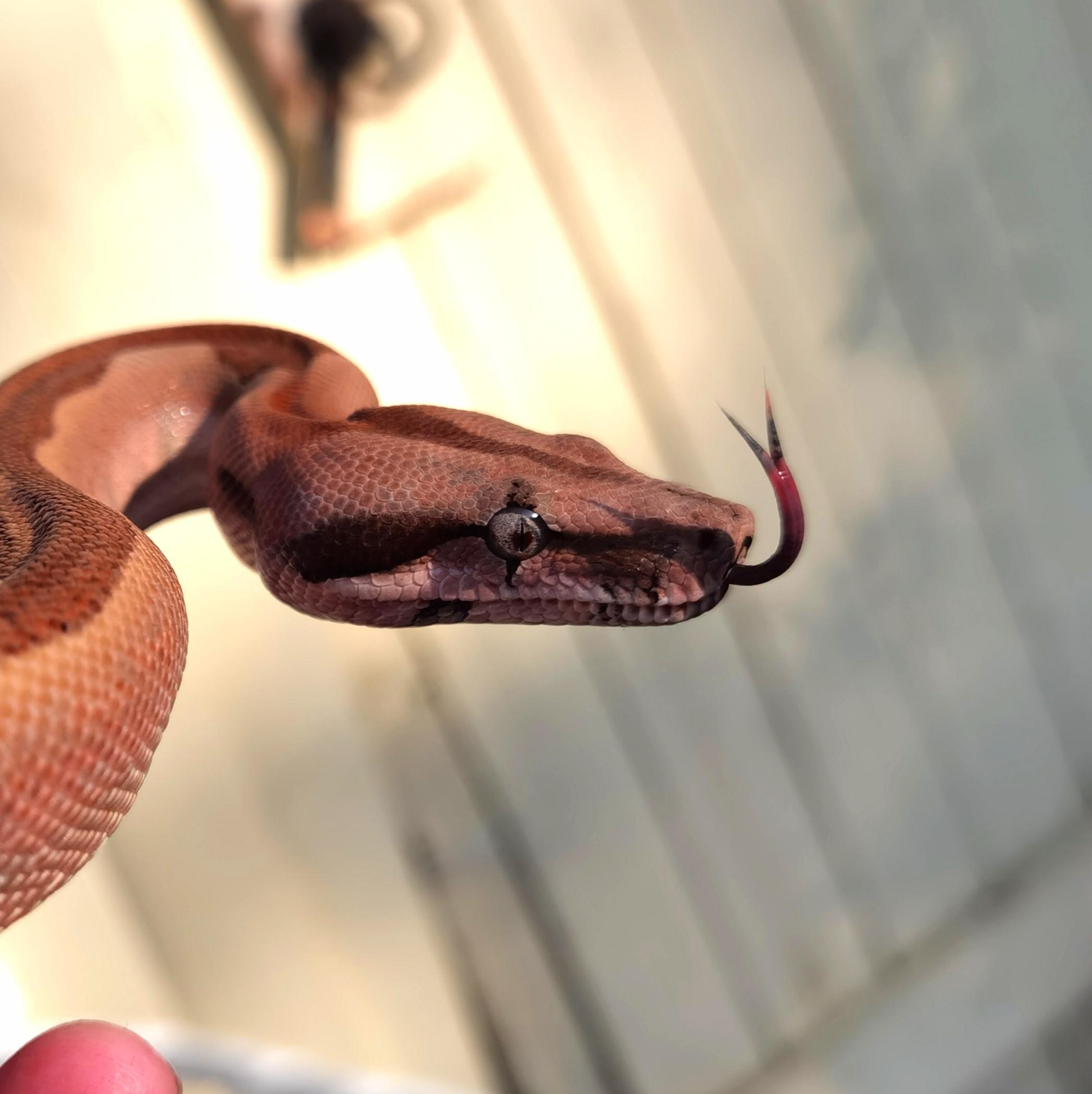 Medusa - World's Largest Snake