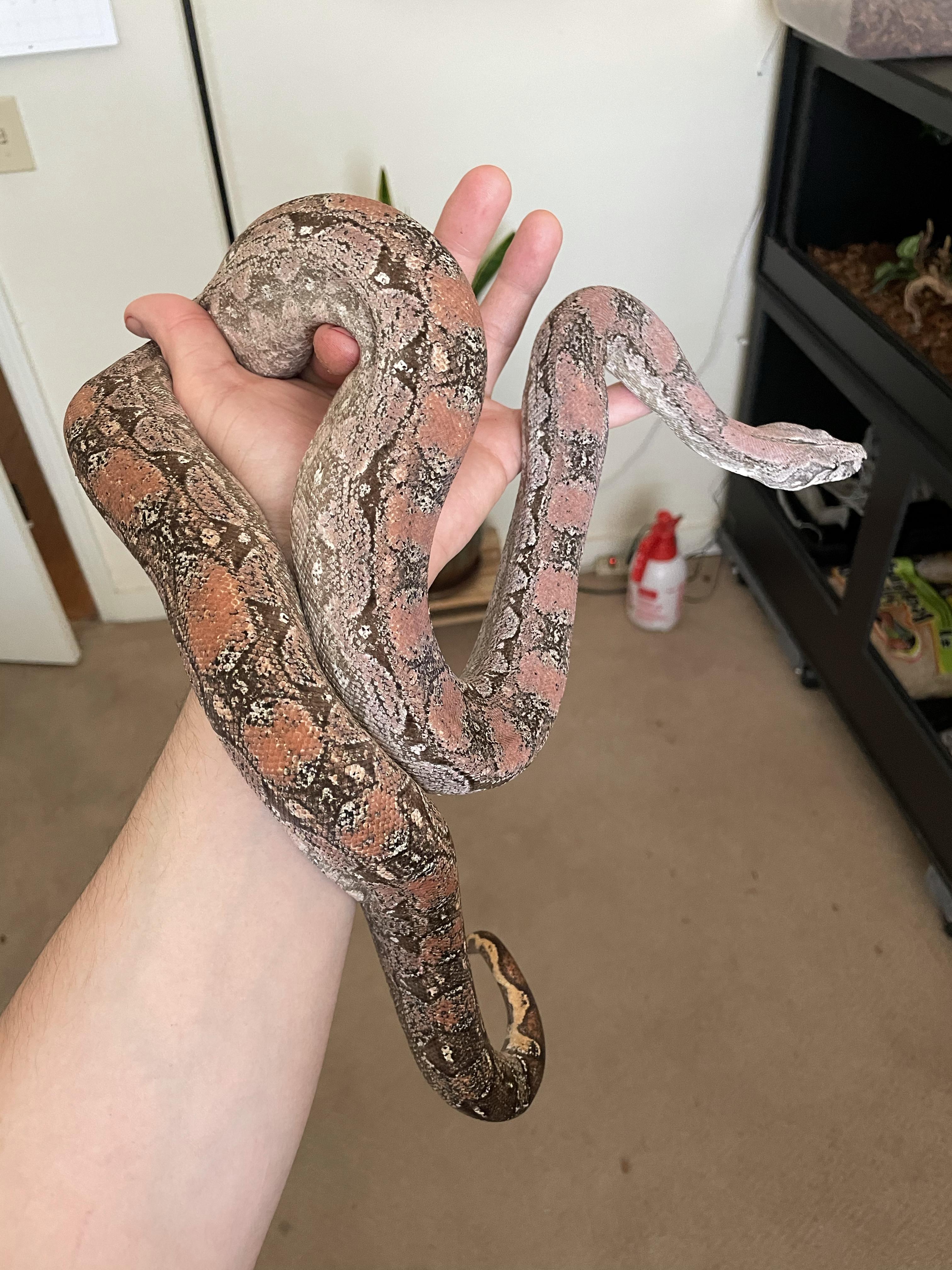 BCO - Boa constrictor occidentalis - Argentine Boas