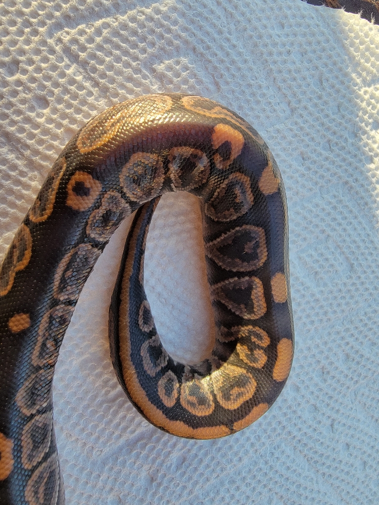 Black Pastel Ball Python Miniature // Figure // Ball Python 