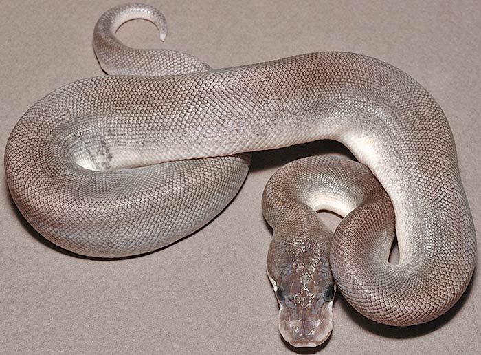 Silver Bullet Ball Python
