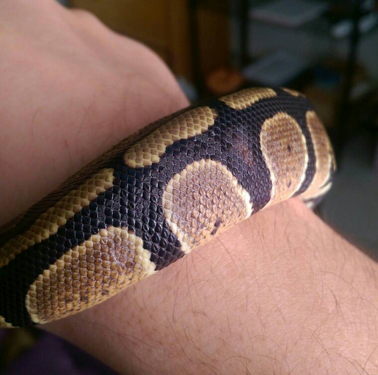My young ball python shed a couple weeks ago, and I noticed a dry looking p...