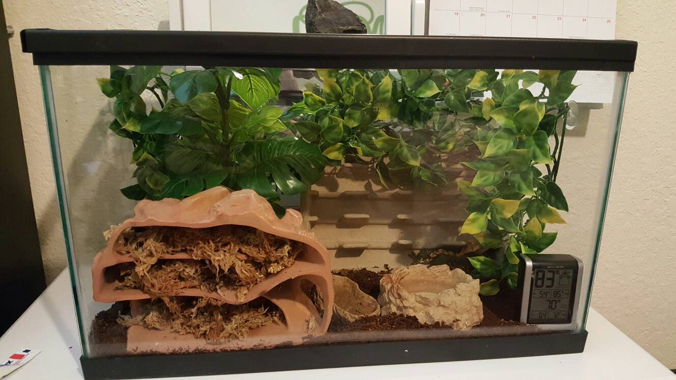 Is This Ok For A Crested Gecko Enclosure,Vole Vs Mole Tunnels