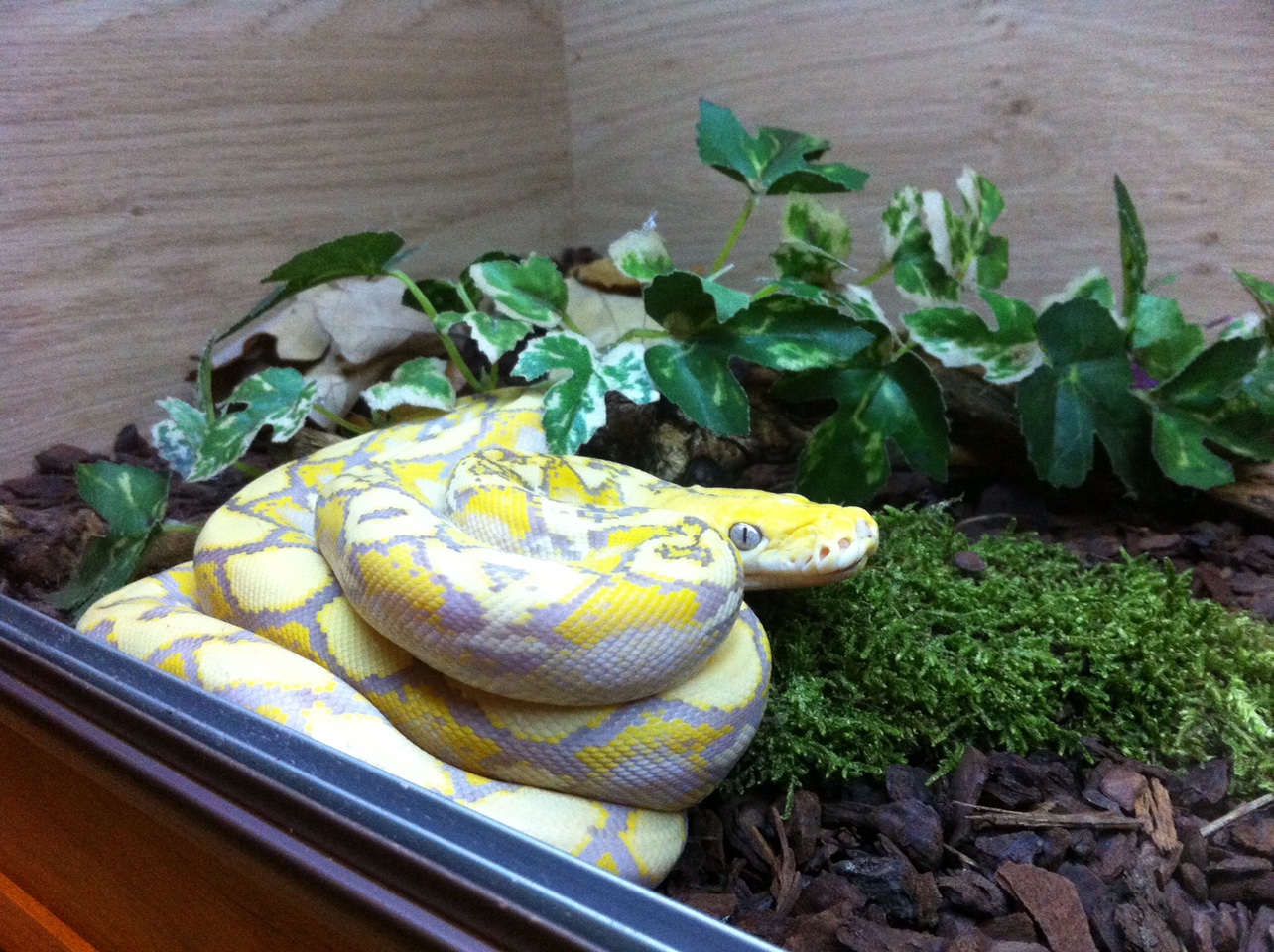 Is Repti Bark Safe for Ball Pythons? 2
