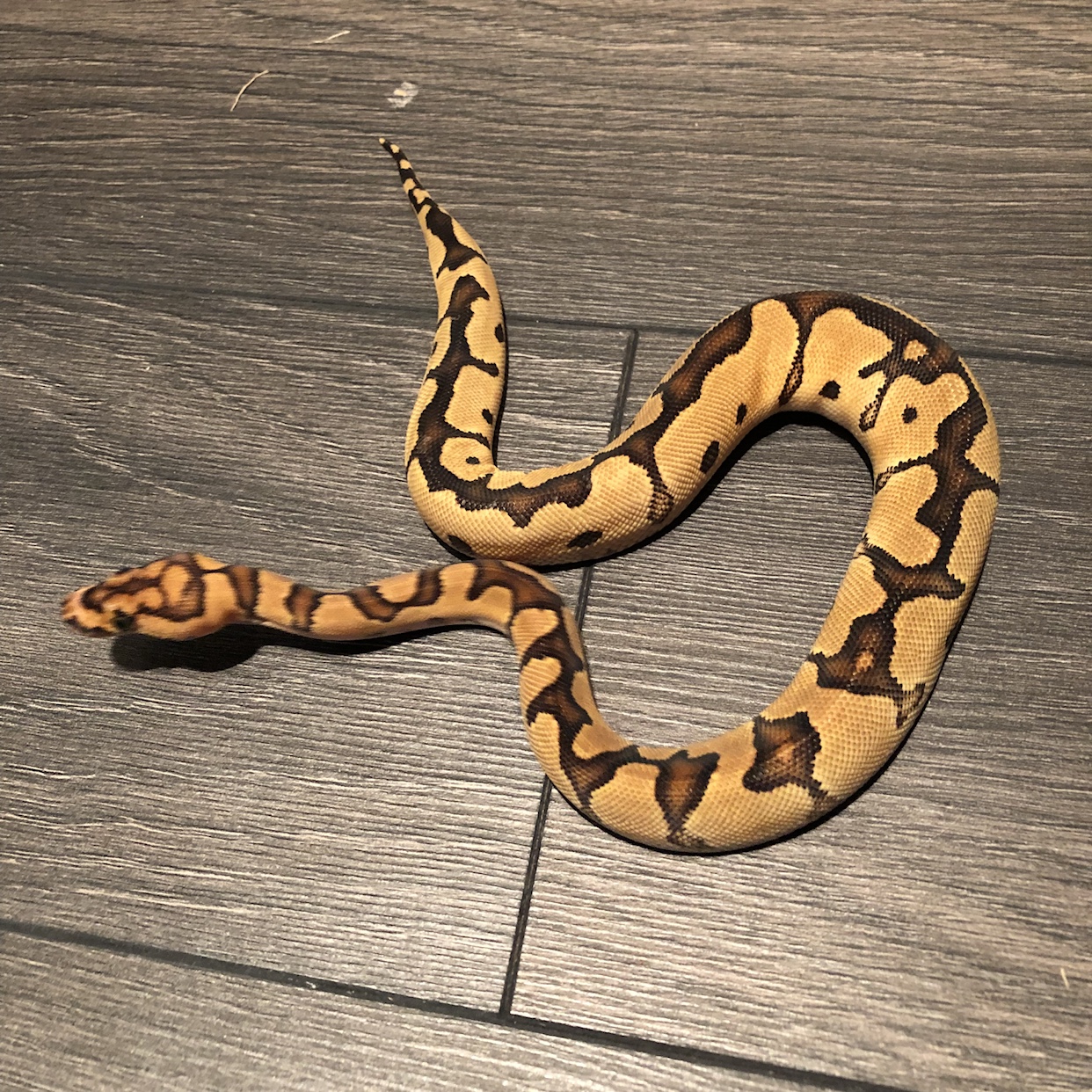 Re: Pastel Clown Ball Python or not? 
