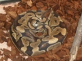 Dragon-Ozzy's Avatar