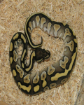 arkreptiles's Avatar