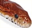 hpleonardia's Avatar