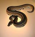 Regal Pythons's Avatar