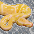 DKPythons's Avatar