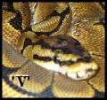 SerpentineSylph's Avatar