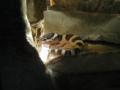 ball python kid's Avatar