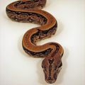 Forever Constrictors's Avatar