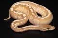 ball python 1979's Avatar
