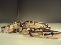 PrestigePythons's Avatar