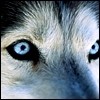 Anthony TwoDogs's Avatar