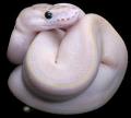 Paradizo_Morphs's Avatar