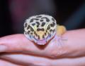 GECKO.MAD.MAZ's Avatar