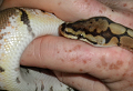 Spider_Python's Avatar