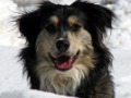 Woof's Avatar
