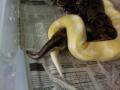 SNAKE PORNSTAR's Avatar