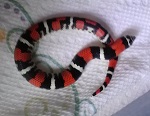 yellowcreekdan