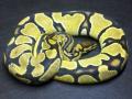 Culpepper Reptiles's Avatar