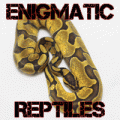 Enigmatic Reptiles's Avatar