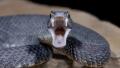 snakeman1971's Avatar