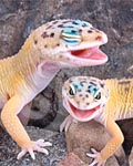 Leopard_Gecko's Avatar