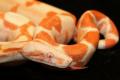 SanTanReptiles's Avatar