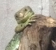 polito's Avatar