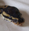 lovemysnakes's Avatar