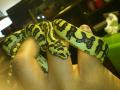 RC Constrictors's Avatar