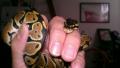 Monty da Ball Python's Avatar