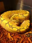 l love ball pythons's Avatar