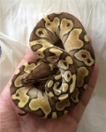 TXpythons