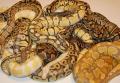 StrictlyBallPythons's Avatar