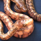 Dmreptilebreeder's Avatar