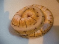 mccarneyreptiles's Avatar
