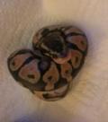 Draw Beach Ball 27 How often can you safely breed your female ball python?