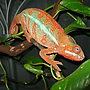 LCH Reptiles's Avatar