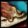 Robomantic's Avatar