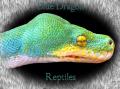 Mickeyblueyes's Avatar