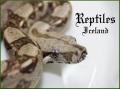 Reptiles_Iceland's Avatar