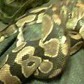 smokeyday85