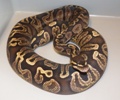 B&C Ball Pythons's Avatar